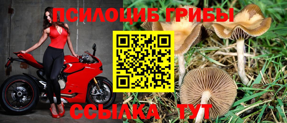 Галлюциногенные грибы Psilocybe Рославль